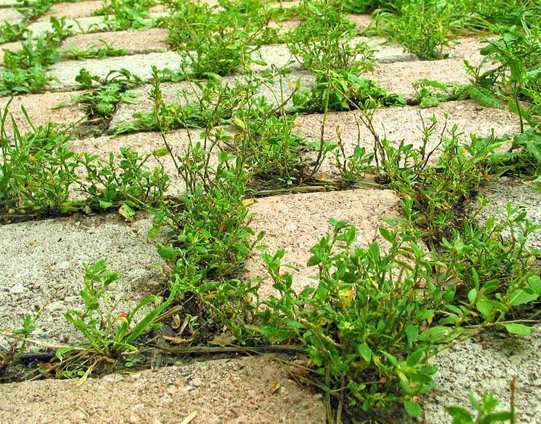 Спорыш трава: лечебные свойства, применения и вред