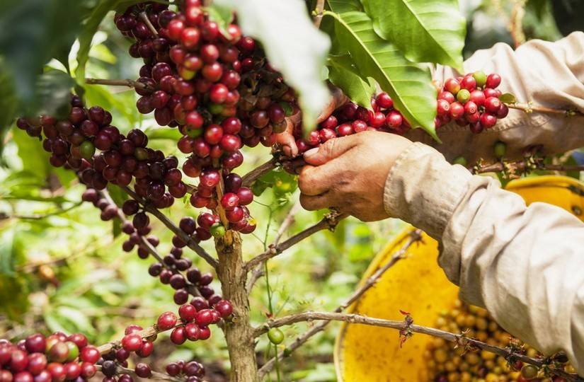 Можно ли выращивать кофе в россии 2021