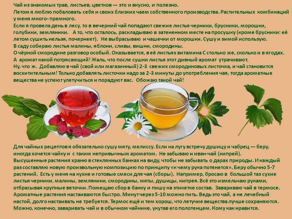 Фитотерапия: настои, чаи, травяные сборы для лечения и профилактики