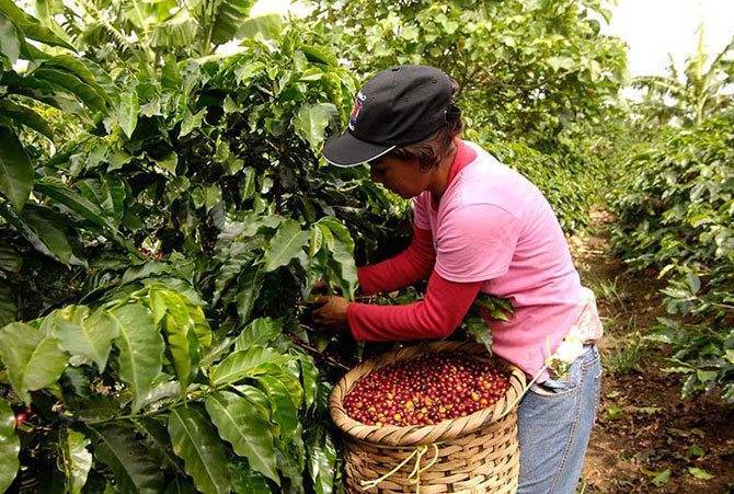 Где растет кофе в мире, его родина, страны экспортеры