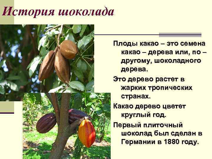 Шоколадное дерево ???? родина какао бобов и где они растут