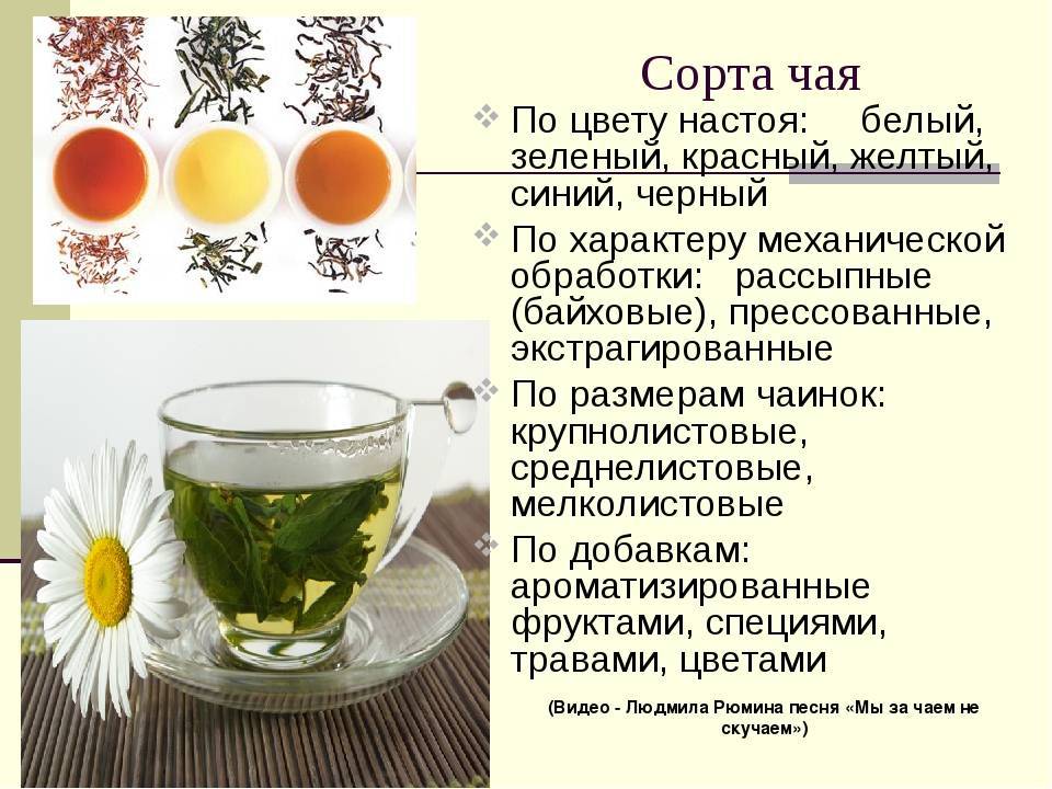 Классификация чая по происхождению - какие бывают чаи
