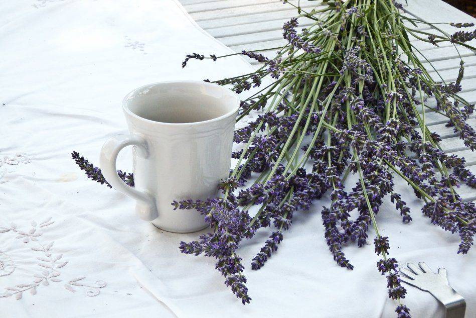 Польза и вред лавандового чая: рецепты заваривания
