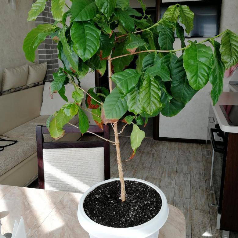 Кофейное дерево- выращивание в домашних условиях, фото и видео
