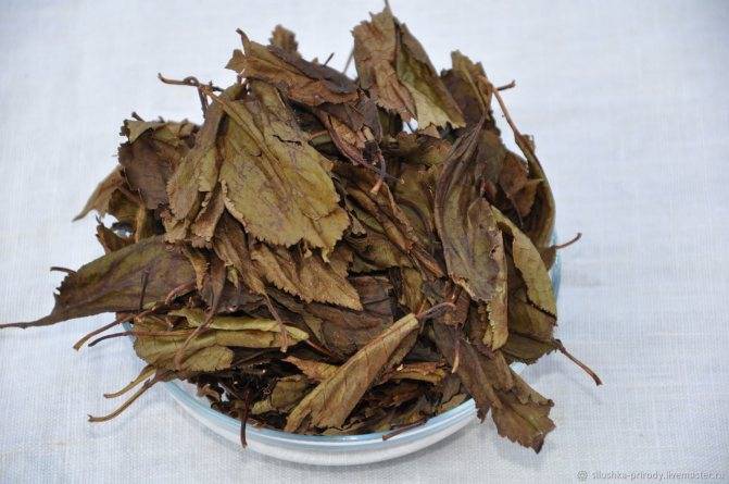 Когда собирать листья малины для чая – полезные советы. лучше магазинного чая: как превратить листья малины в заварку