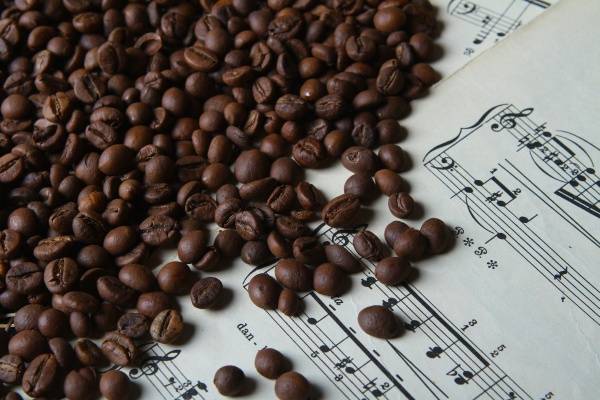 Кофе либерика: вкусоароматические характеристики, распространение