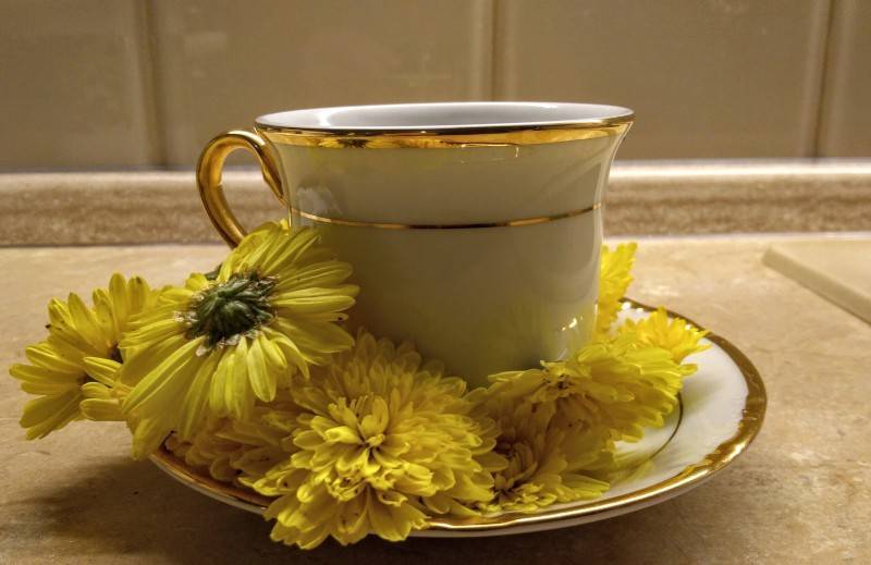 Чай из хризантемы: польза и вред, рецепты заваривания