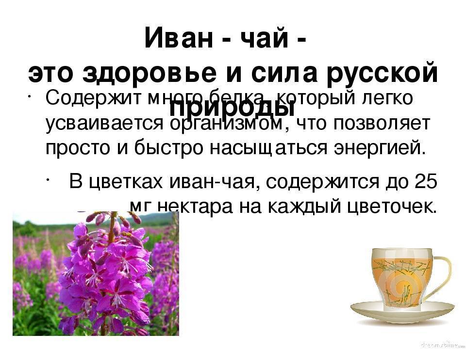 Копорский чай полезные свойства, противопоказания, рецепт приготовления