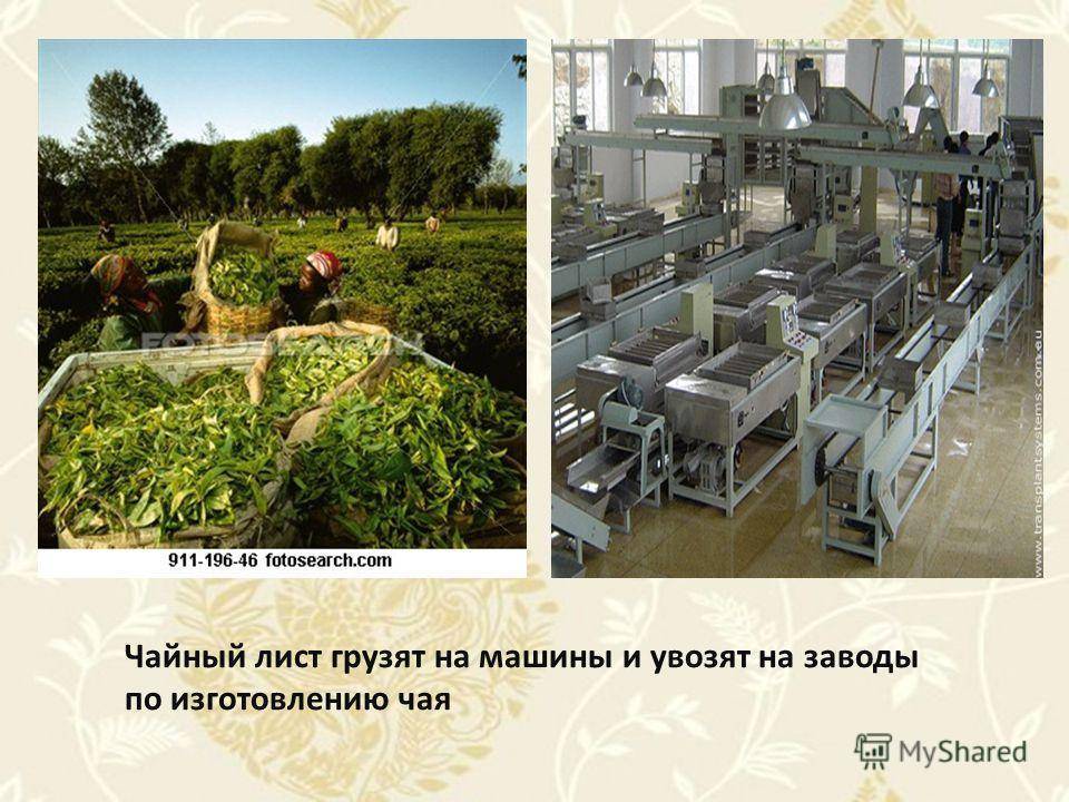 Производство чая как бизнес: перечень оборудования, описание технологии изготовления, нюансы организации дела