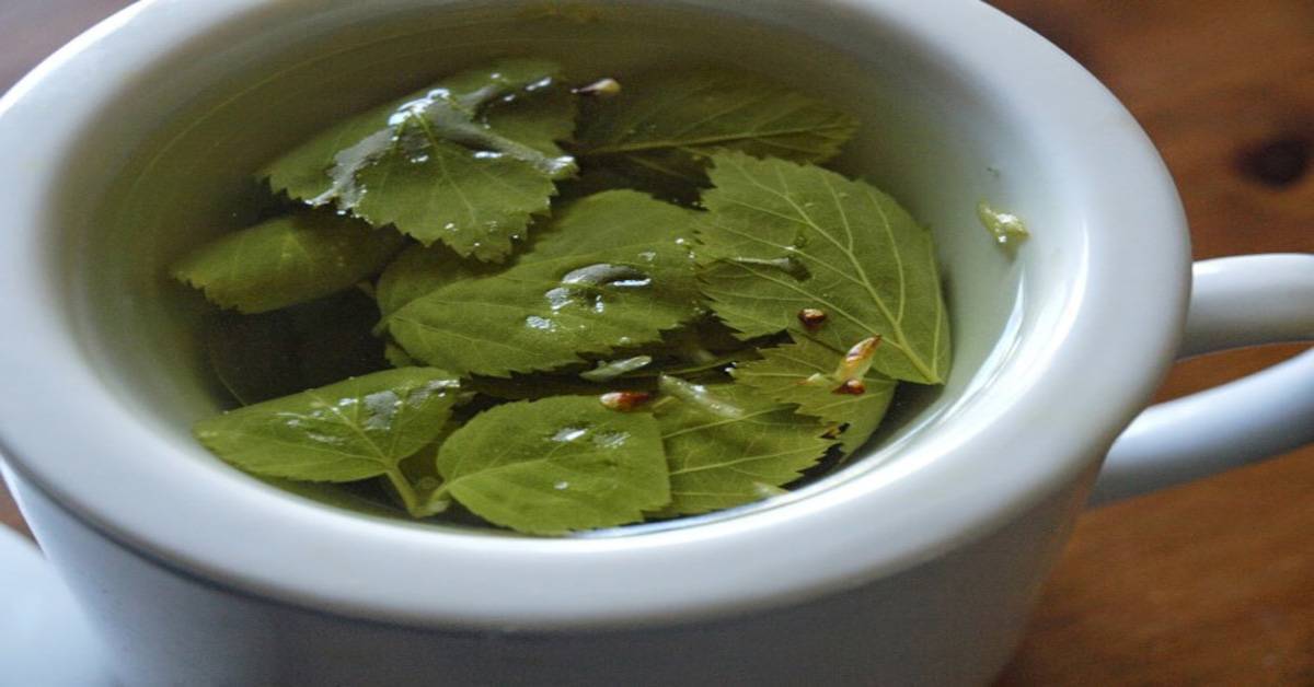 Листья черники: лечебные свойства и противопоказания, чем полезен чай, отвар для организма человека при сахарном диабете