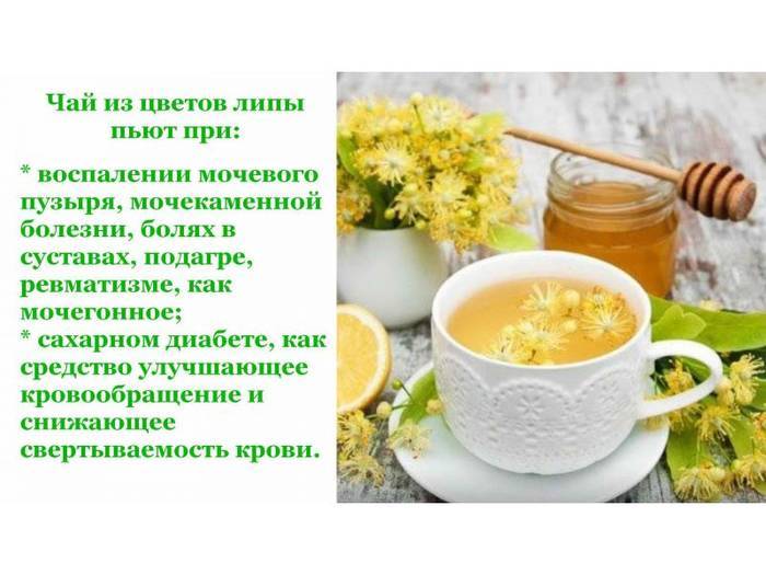 Липа: полезные свойства и противопоказания - польза липового чая для организма