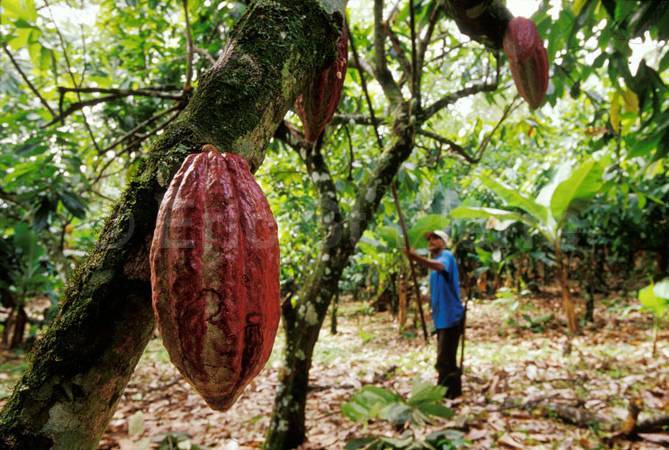 Выращивание шоколадного дерева и производство какао