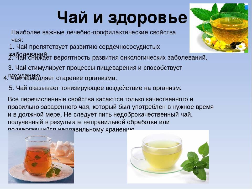 Польза и вред чая кудин, или «горькая слеза», советы врачей по завариванию и использованию напитка