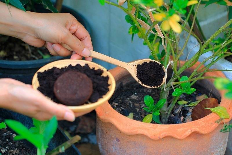 Кофейная гуща как удобрение: для каких растений подходит, как использовать жмых и молотый кофе в саду и огороде