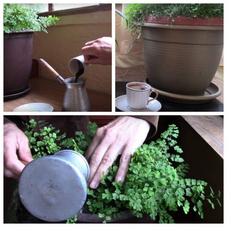 Кофейная гуща как удобрение: для каких растений подходит, как использовать жмых и молотый кофе в саду и огороде