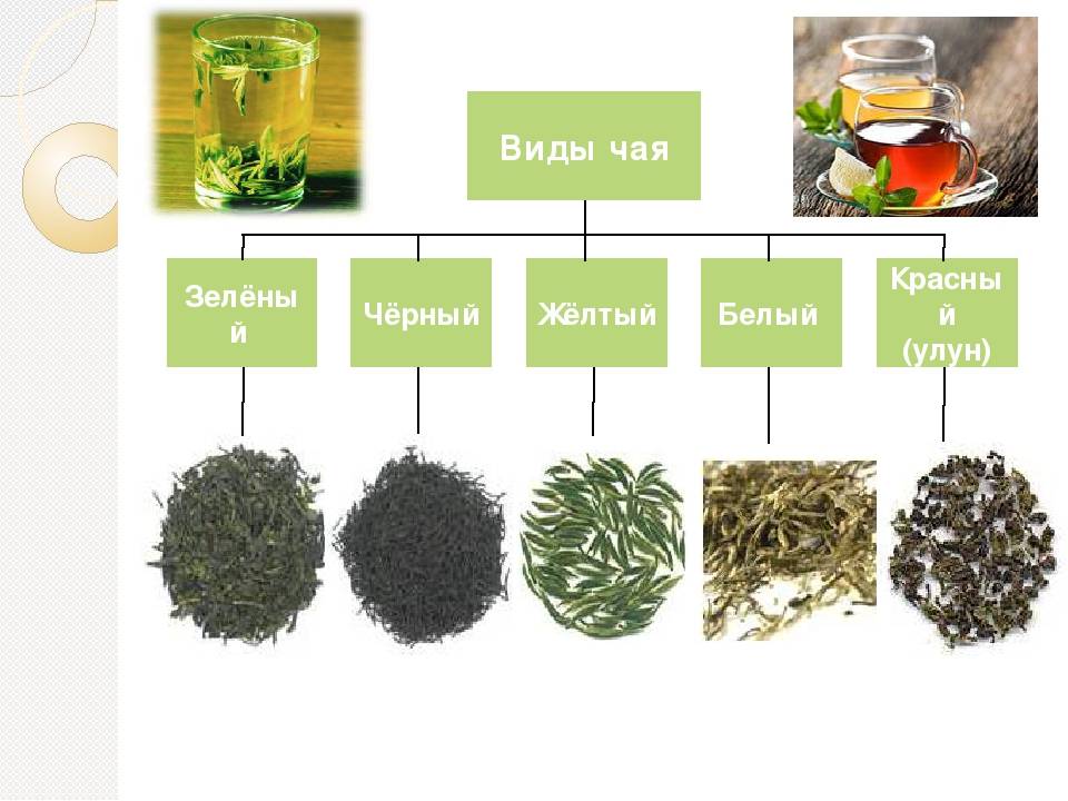 Зеленый чай или черный: польза и вред.