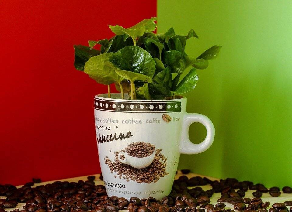 Кофе как удобрение в садоводстве