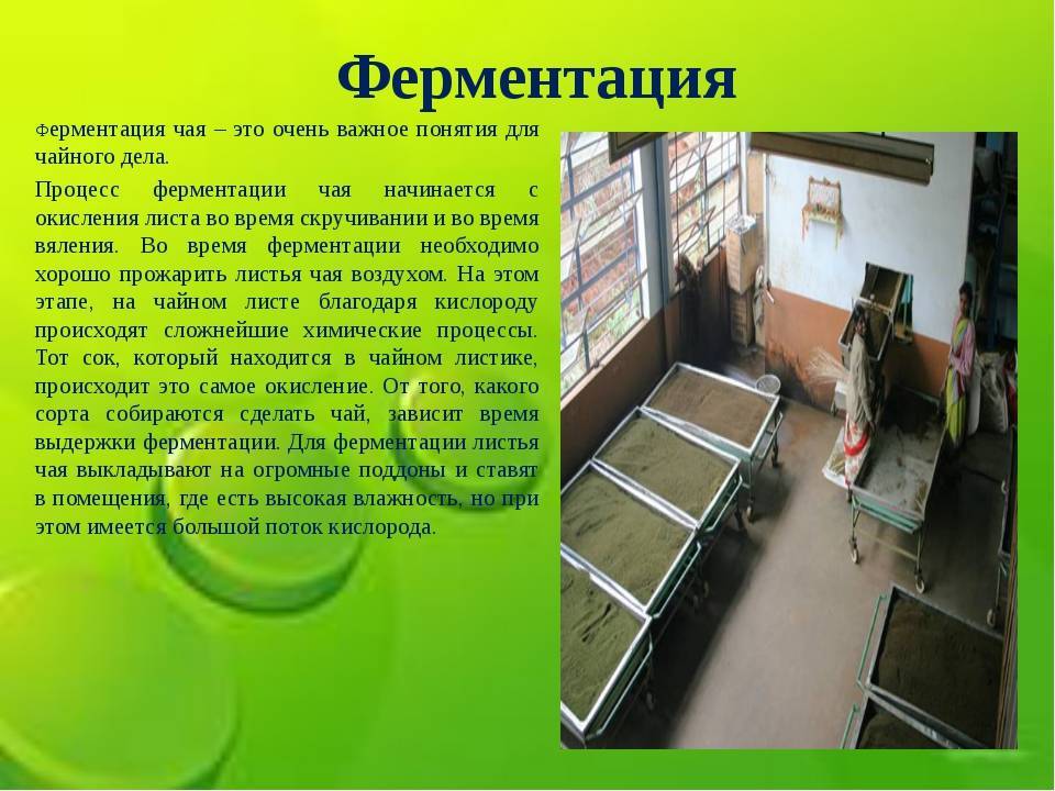 Как приготовить ферментированный чай в домашних условиях • siniy-chay.ru