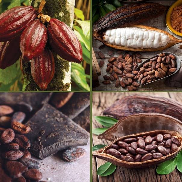 Полезное питание: что такое какао-бобы и как их применять?