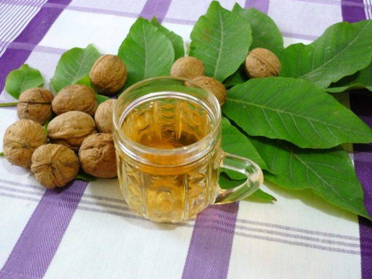 Чай из листьев инжира: польза и вред. применение в медицине