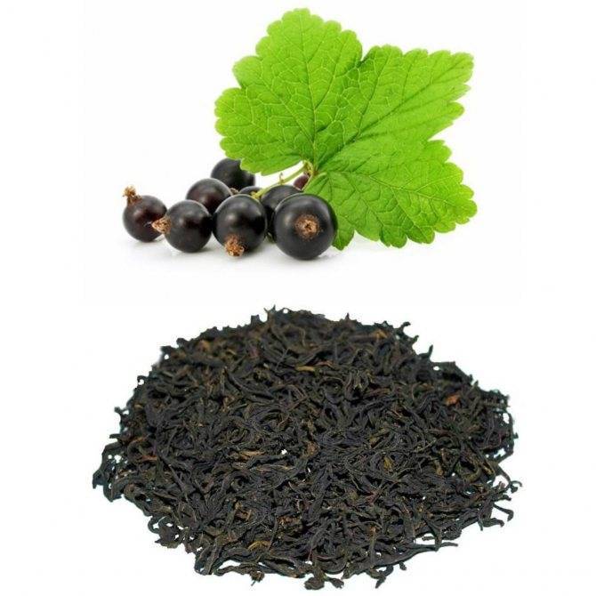 Чай из листьев смородины и правила его употребления
