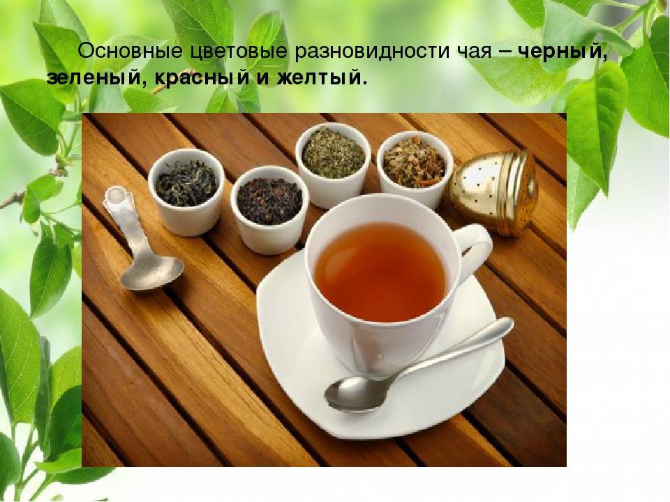 Зеленый чай: свойства, состав, сорта и виды, какой лучше и почему, как правильно заваривать и пить