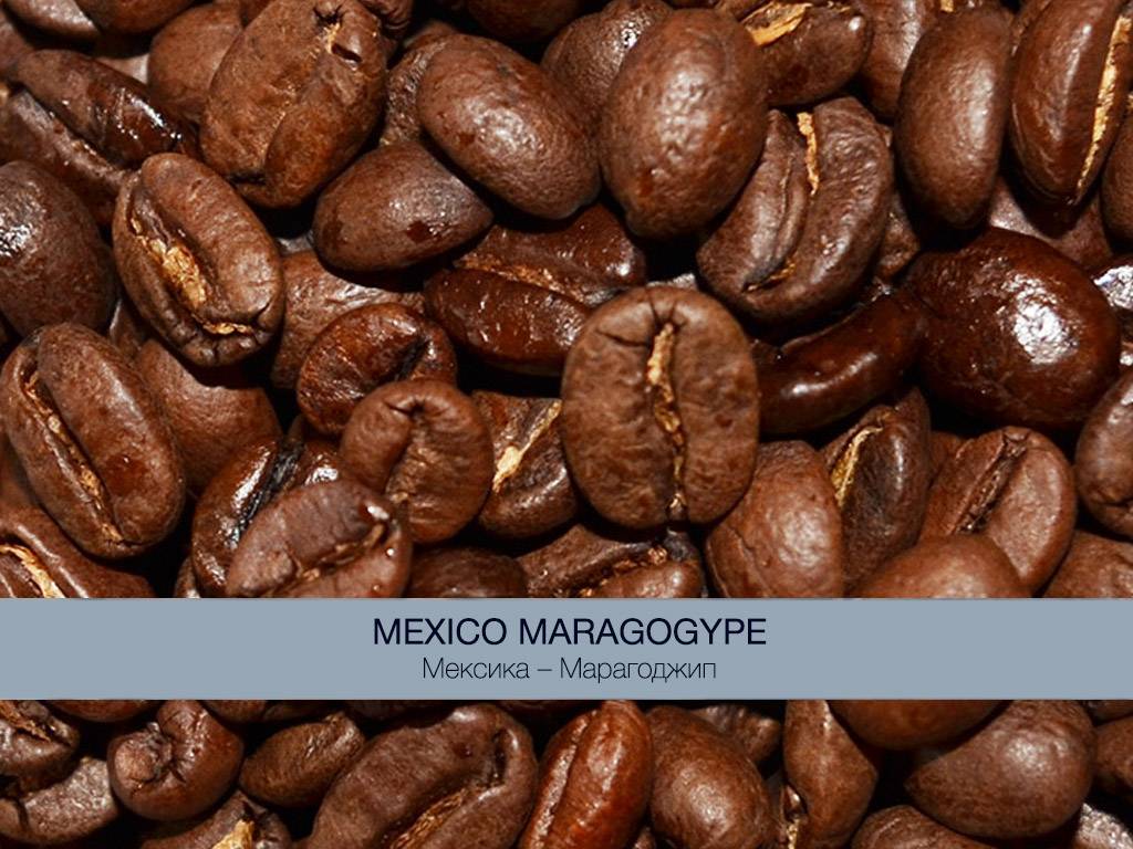Кофе марагоджип: особенности и территория выращивания