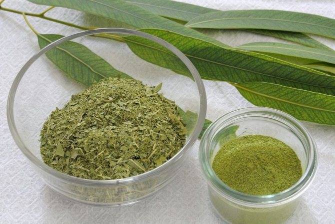 Листья эвкалипта: лечебные свойства и противопоказания