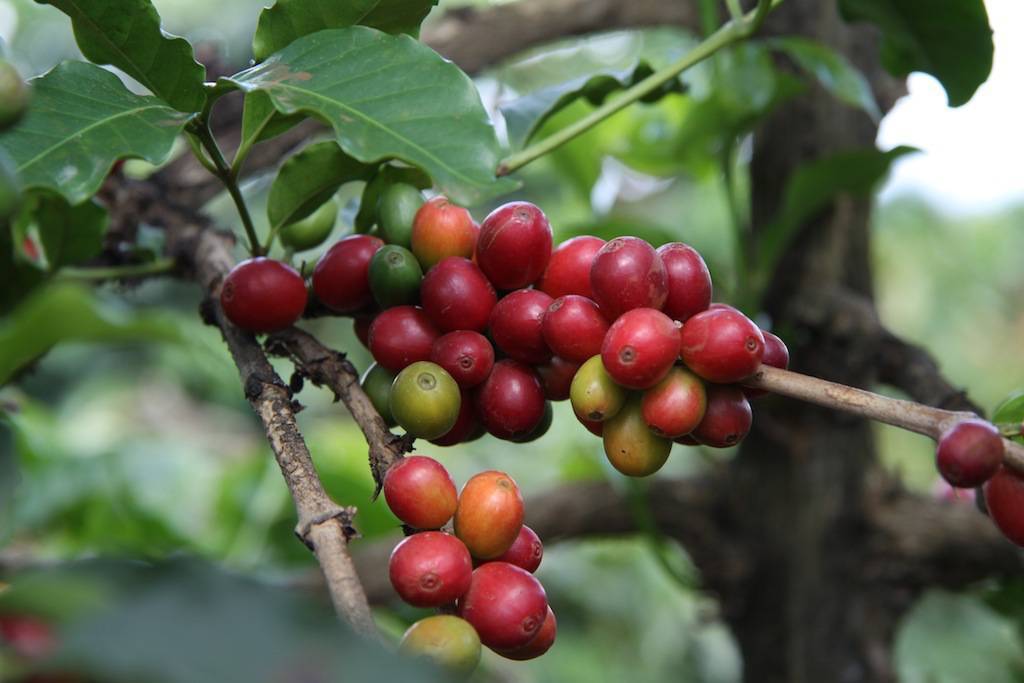 Как вырастить кофейное дерево своими руками? комнатное кофейное дерево
