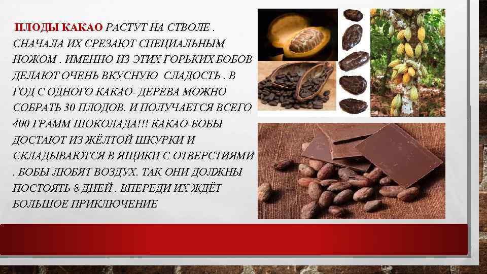 Какао-бобы: польза, вред и калорийность | food and health