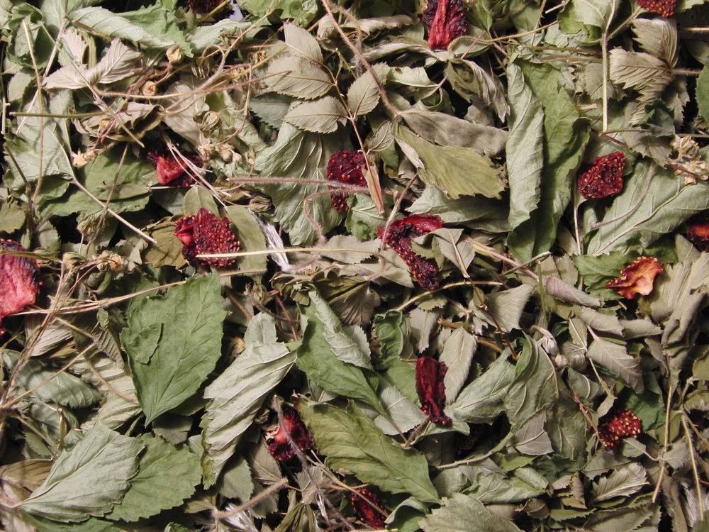Фиточай - собираем травы для чая - лекарственные растения - смолдача - портал дачников, садоводов и любителей загородной жизни
