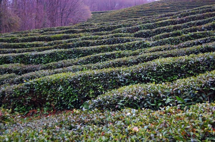Где выращивают краснодарский чай и его особенности