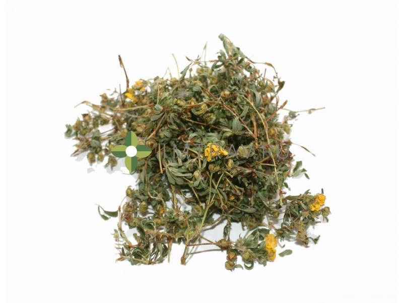Курильский чай (лапчатка): лечебные свойства, особенности лекарственной  травы