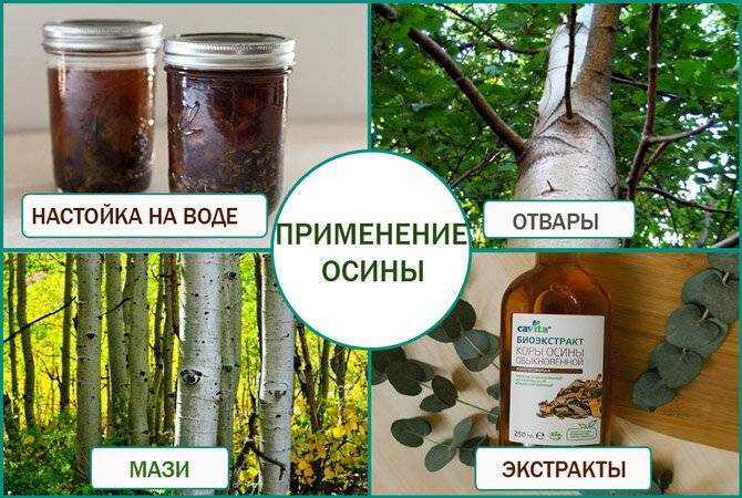 9 лечебных свойств осиновой коры. применение и вред