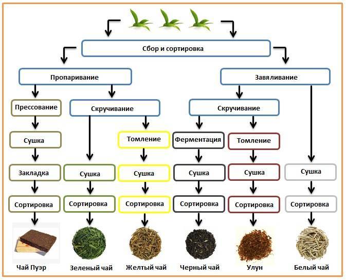 Ферментация чая: что это, как происходит процесс, особенности для разных видов, отличия от неферментированного