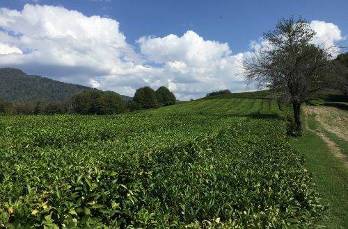 Где выращивают краснодарский чай и его особенности