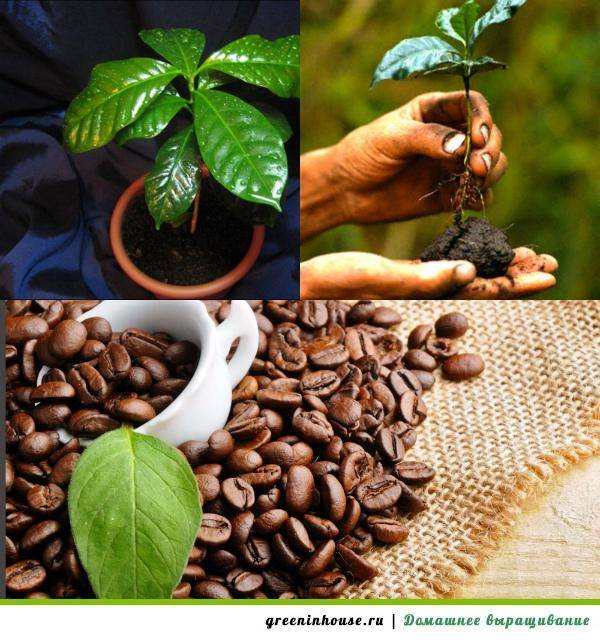 Растение кофе: фото, виды, описание, разведение и особенности ухода - sadovnikam.ru