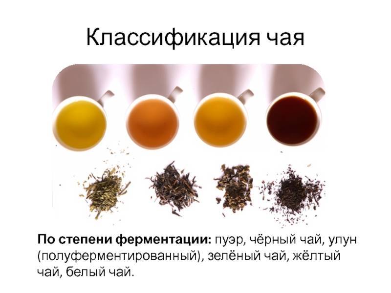 Различие между черным и зеленым чаем. их полезные свойства