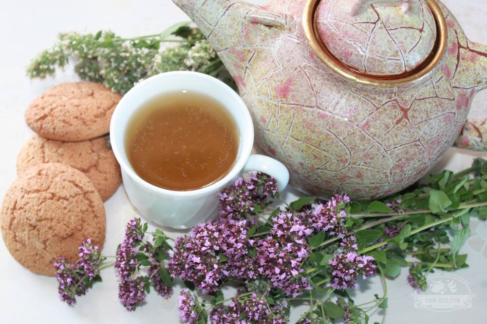 Чай из шалфея – польза и вред