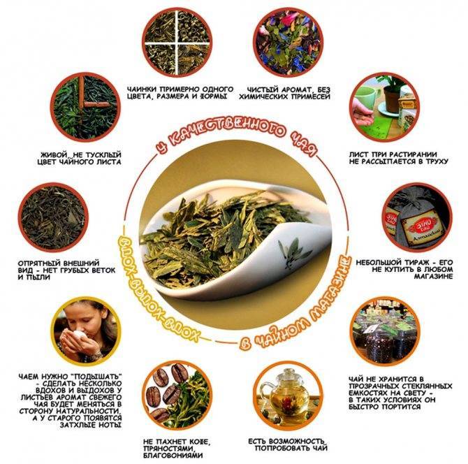 Как выбрать зеленый чай – влажность, период сбора, внешний вид, сорт, качество + полезные свойства
