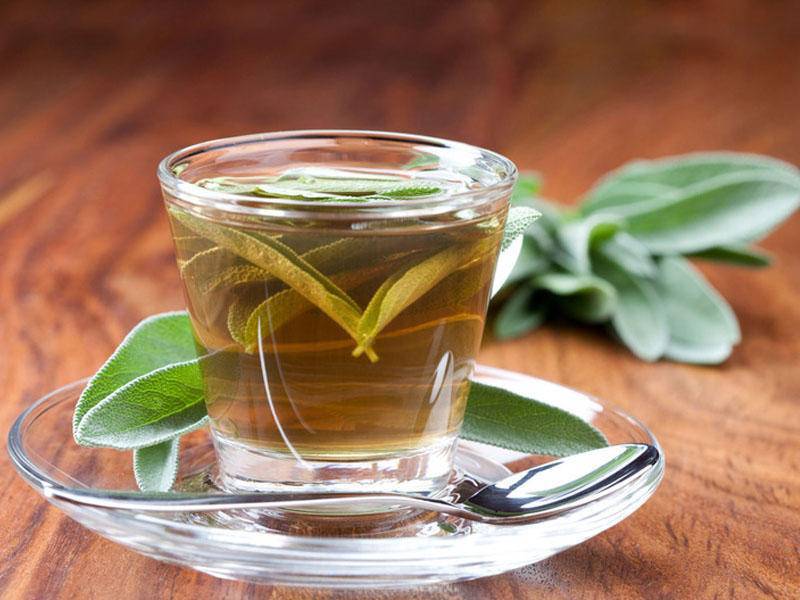 Свойства чая из листьев шалфея и противопоказания