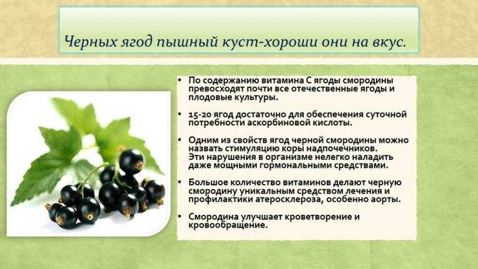 Листья черной смородины: лечебные и полезные свойства, противопоказания, чая, настоя, настойки, отвара, ванны | народная медицина