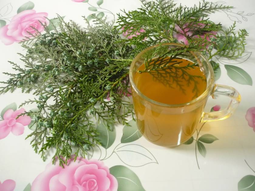 Таежный чай из хвои… 5 рецептов полезного напитка