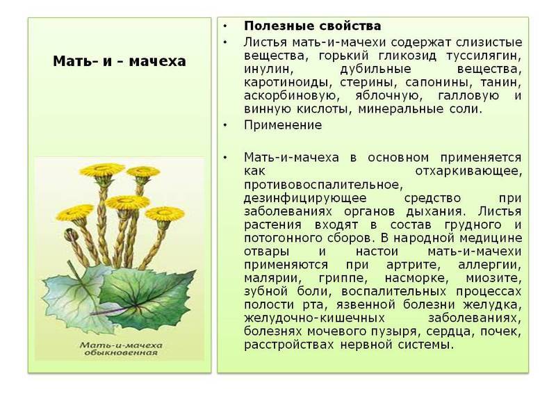 Мать-и-мачеха: полезные свойства и рецепты на supersadovnik.ru