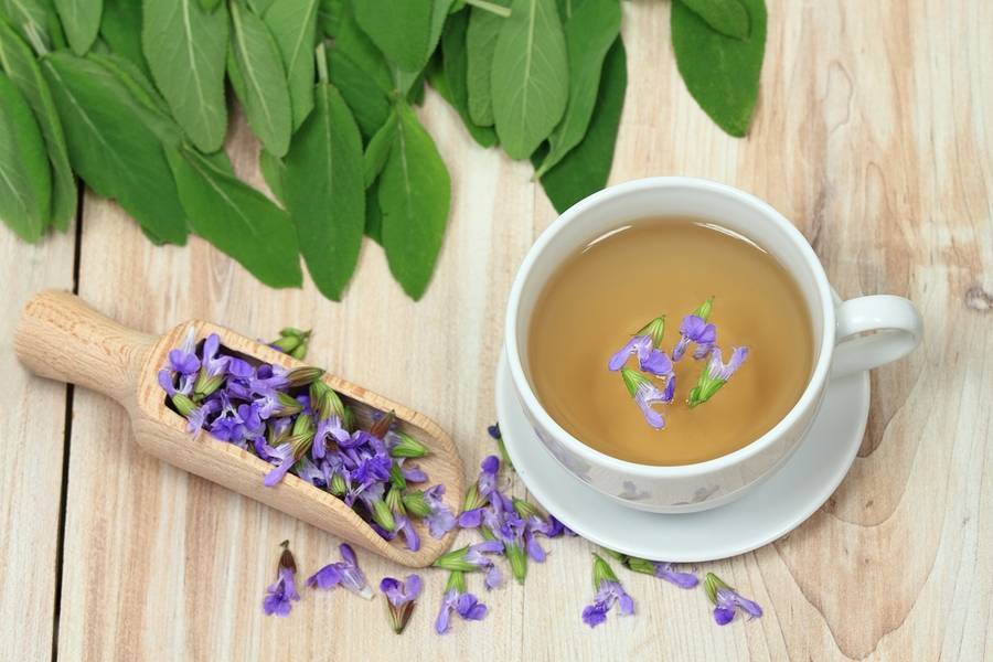 Лекарственные свойства шалфея. как заваривать чай