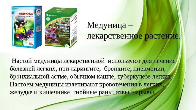 Медуница: лечебные свойства и противопоказания, правила применения травы