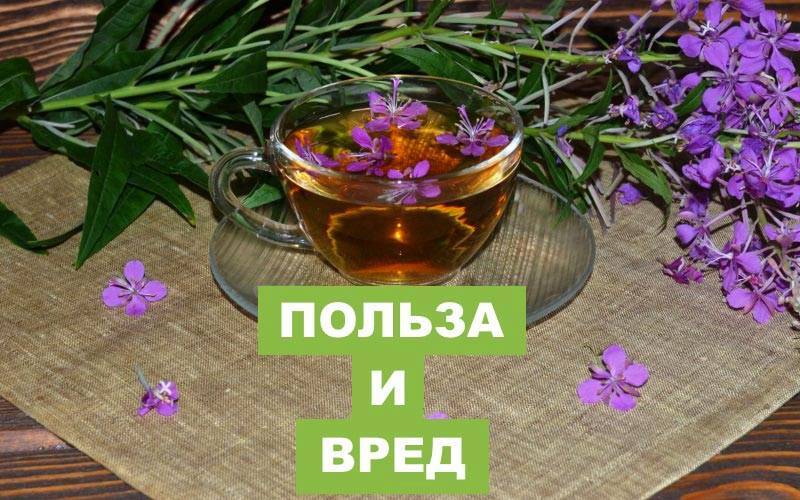 Иван-чай: полезные свойства и противопоказания для женщин и мужчин