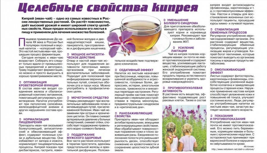 Иван-чай при беременности: можно ли пить в 1-м, 2-м и 3-м триместрах, польза и противопоказания