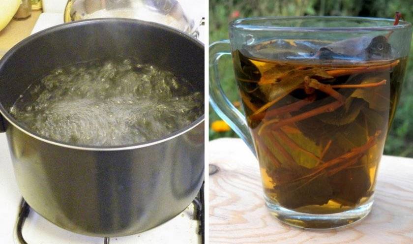 Чай из бадана: целебные свойства, применение в медицине
