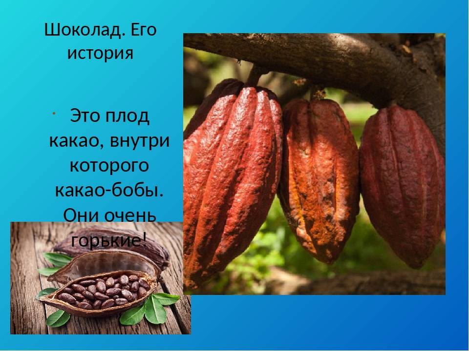 Какао – бобы – суперфуд здоровья и долголетия. в чем их польза